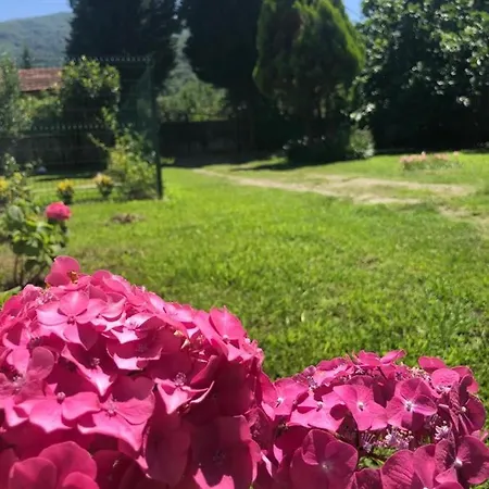 فيلة Kartepe